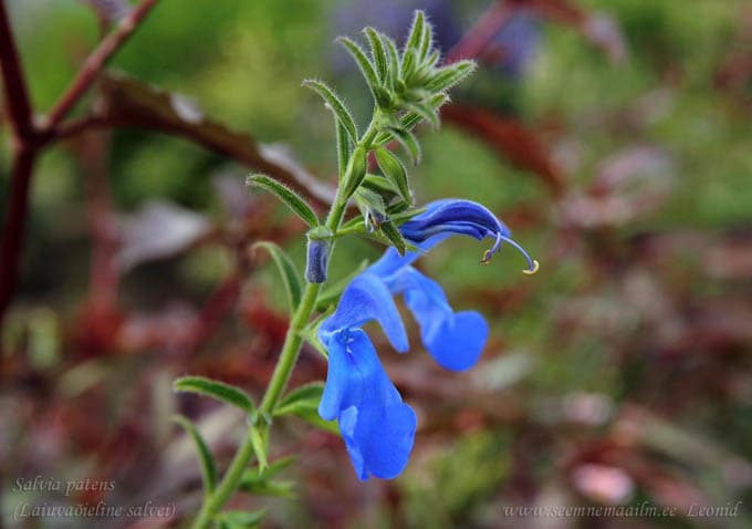 Salvia patens